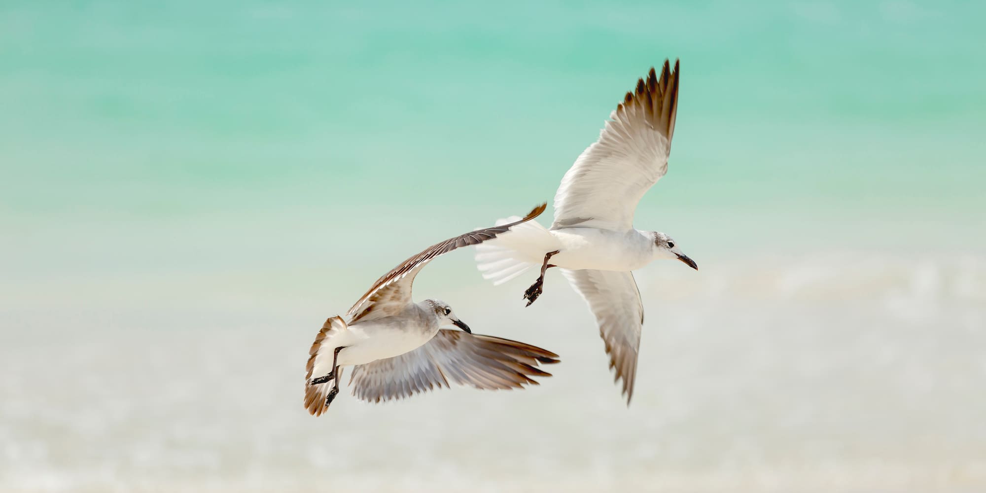 a pair of birds flying over water