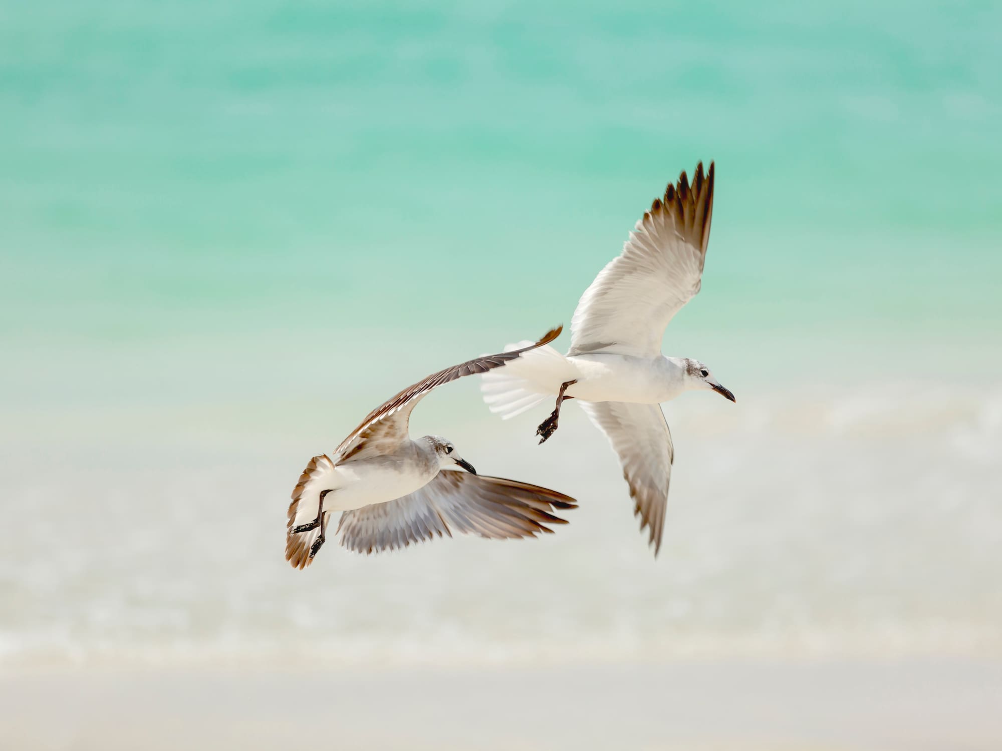 a pair of birds flying over water