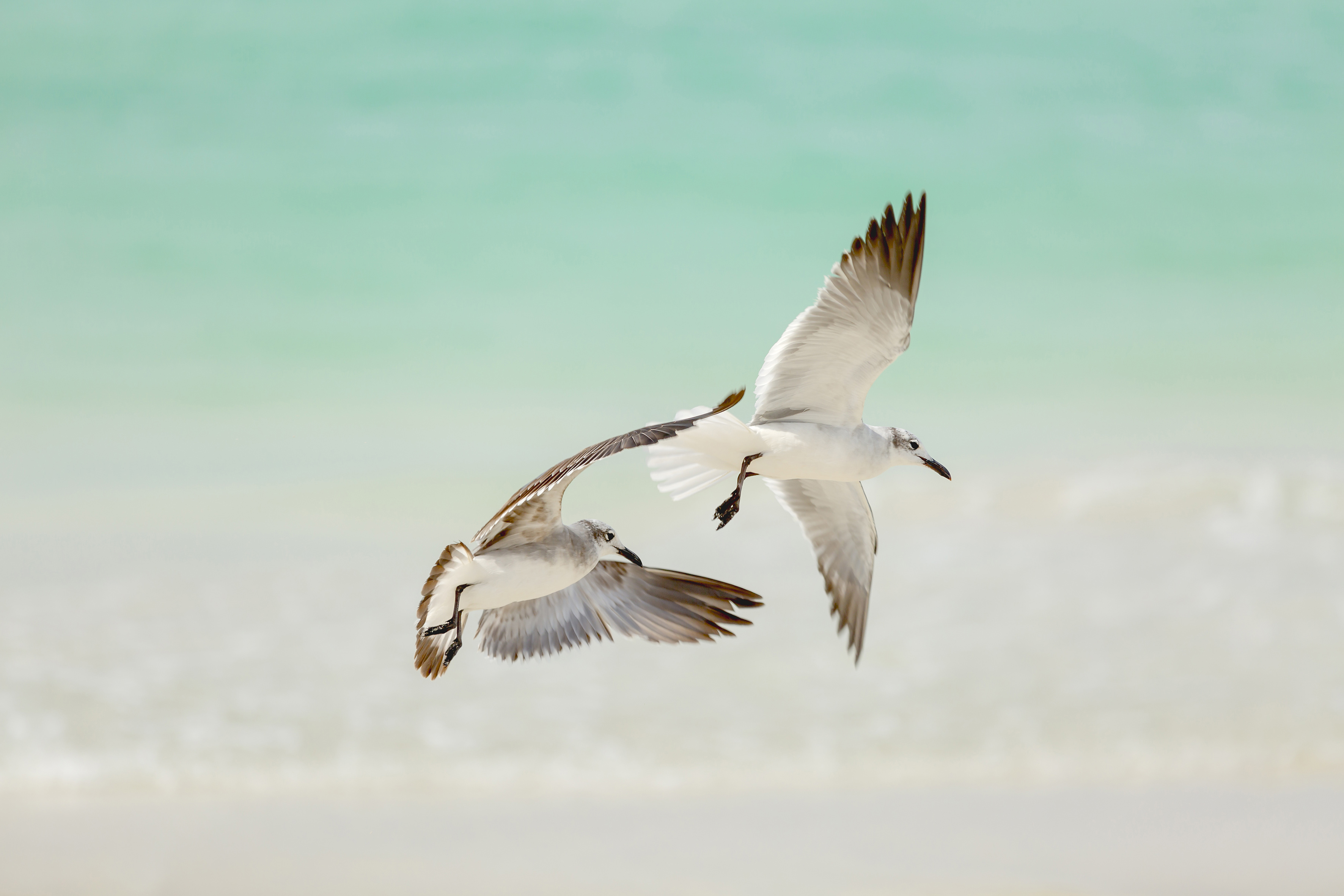 a pair of birds flying over water