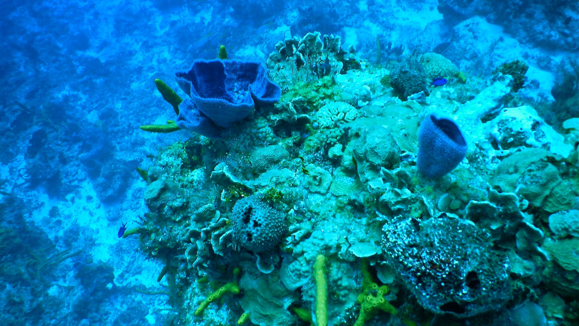 a coral reef with blue sponges