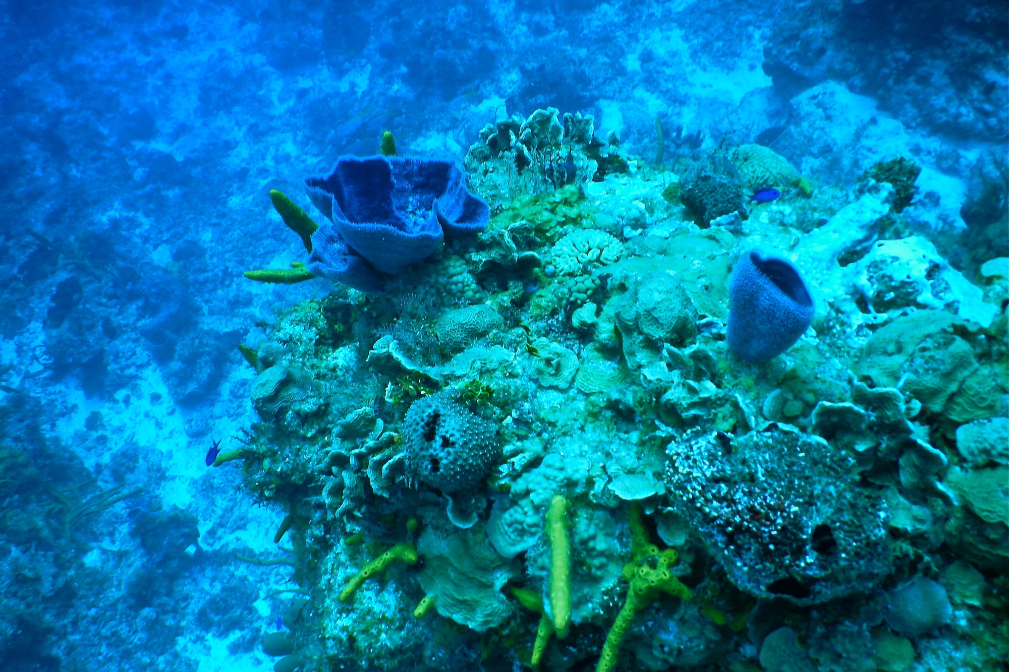 a coral reef with blue sponges