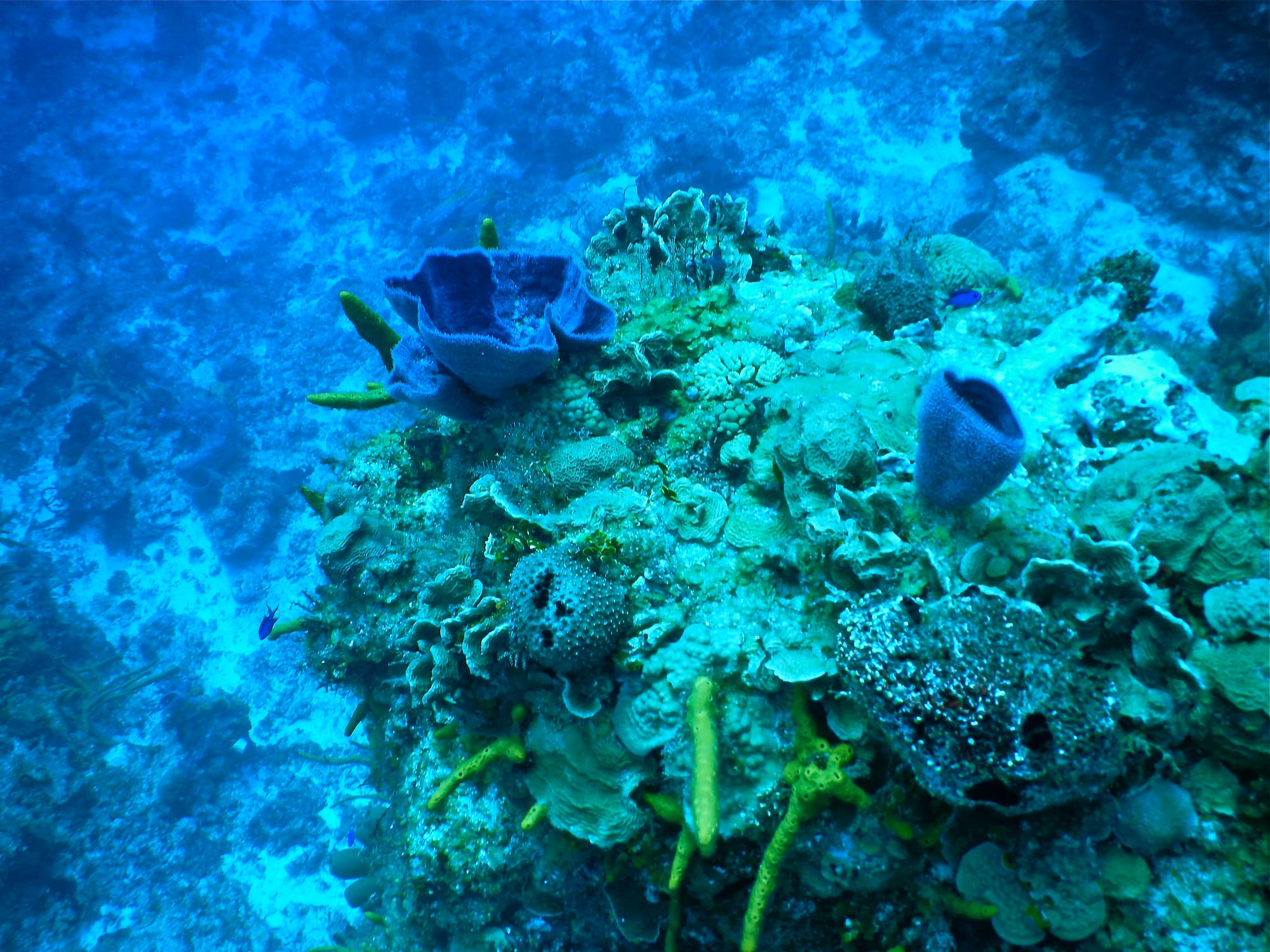 a coral reef with blue sponges