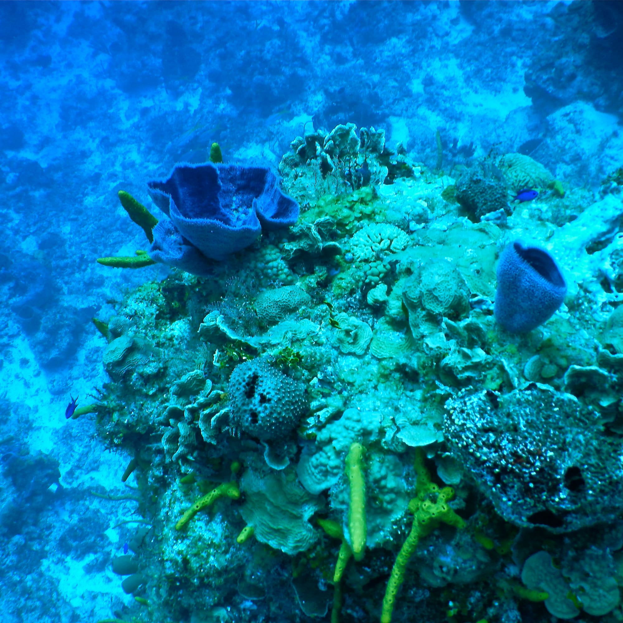 a coral reef with blue sponges