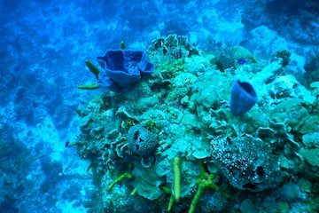a coral reef with blue sponges