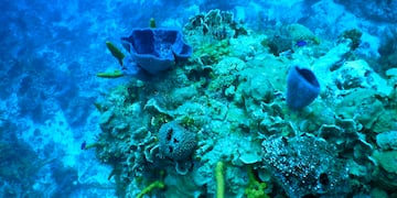 a coral reef with blue sponges