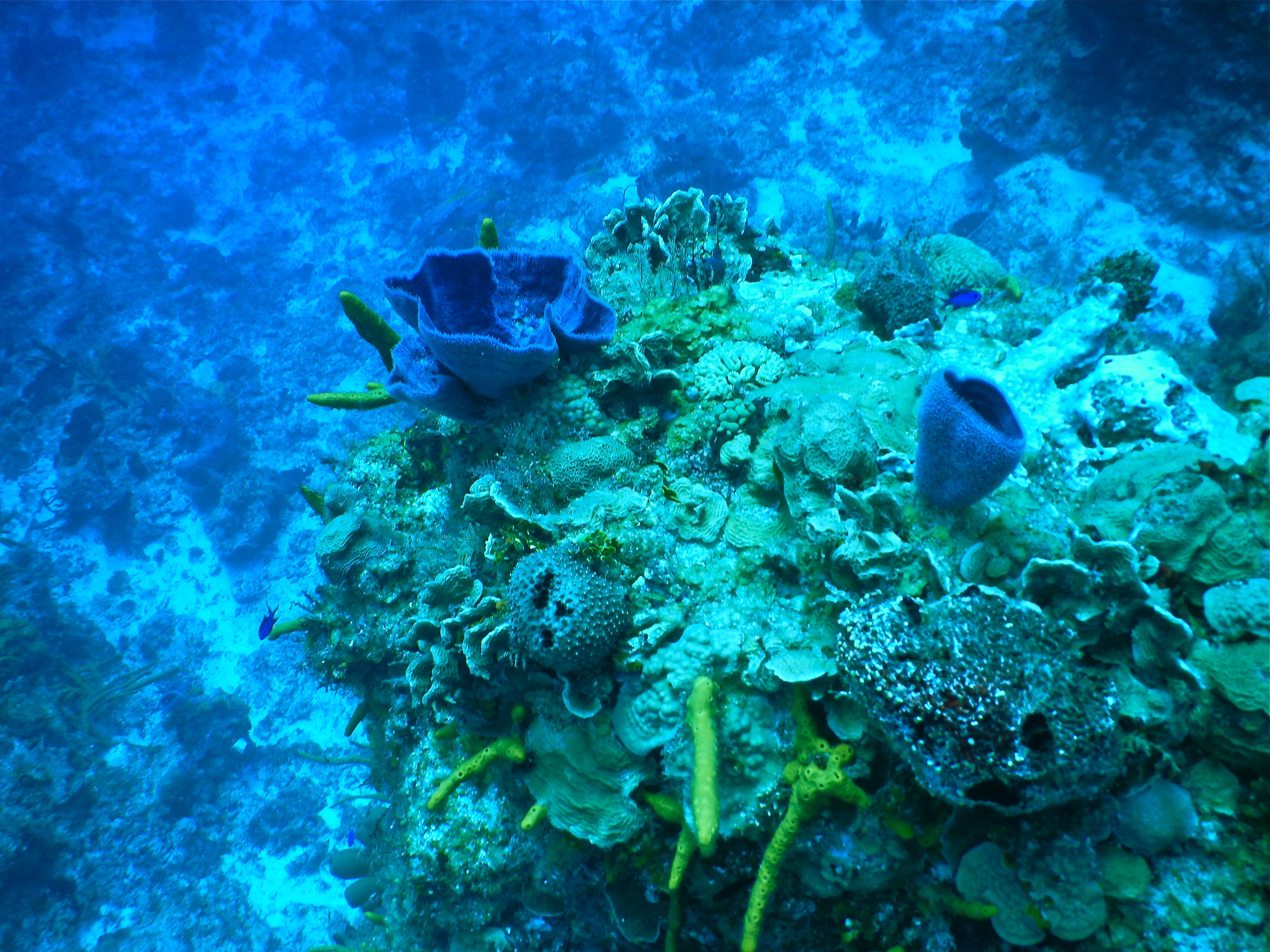 a coral reef with blue sponges