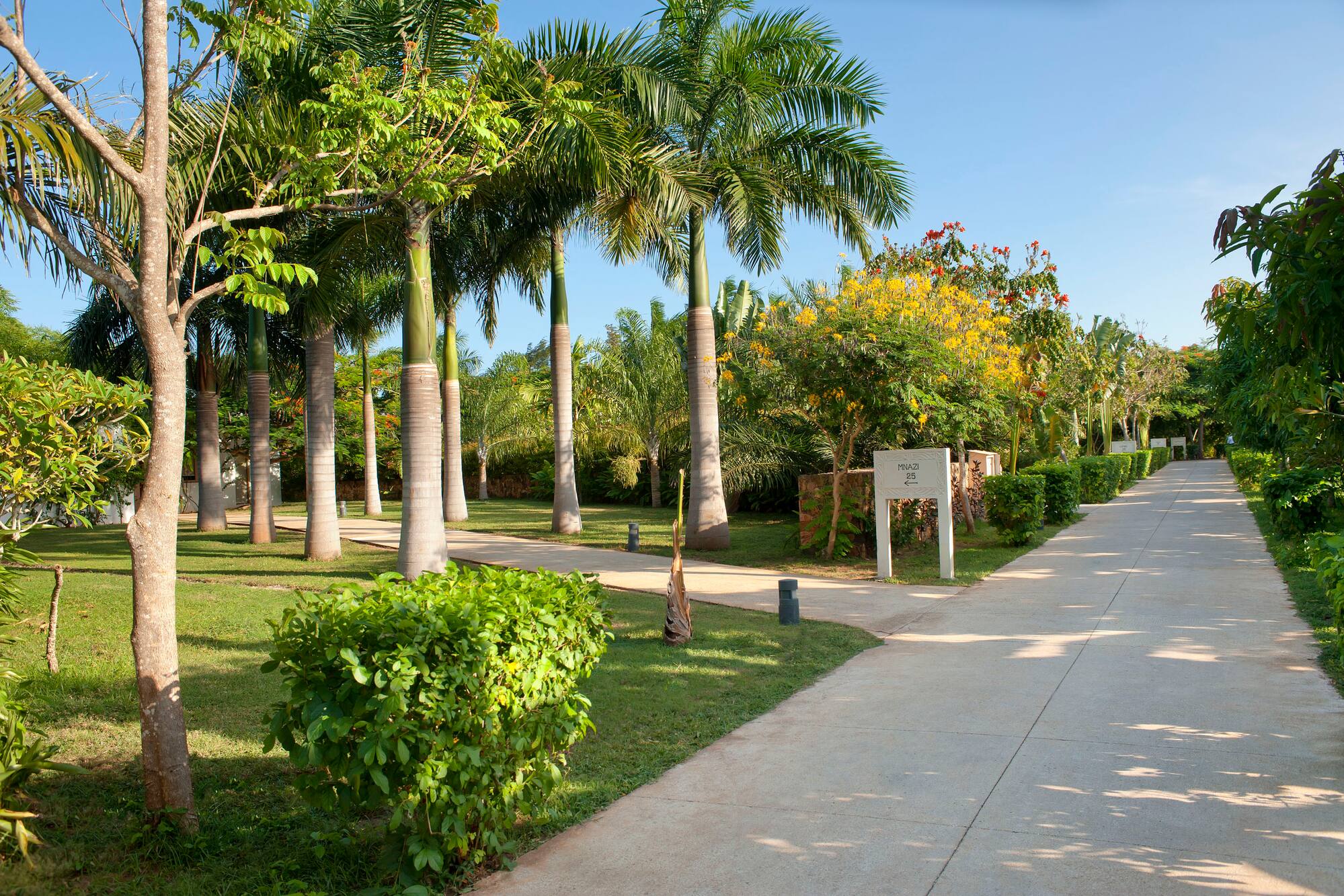 a sidewalk with palm trees and bushes