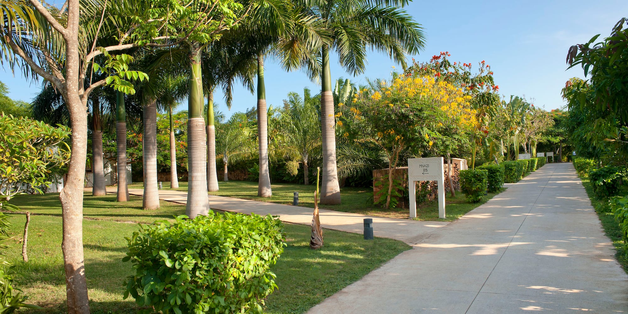 a sidewalk with palm trees and bushes