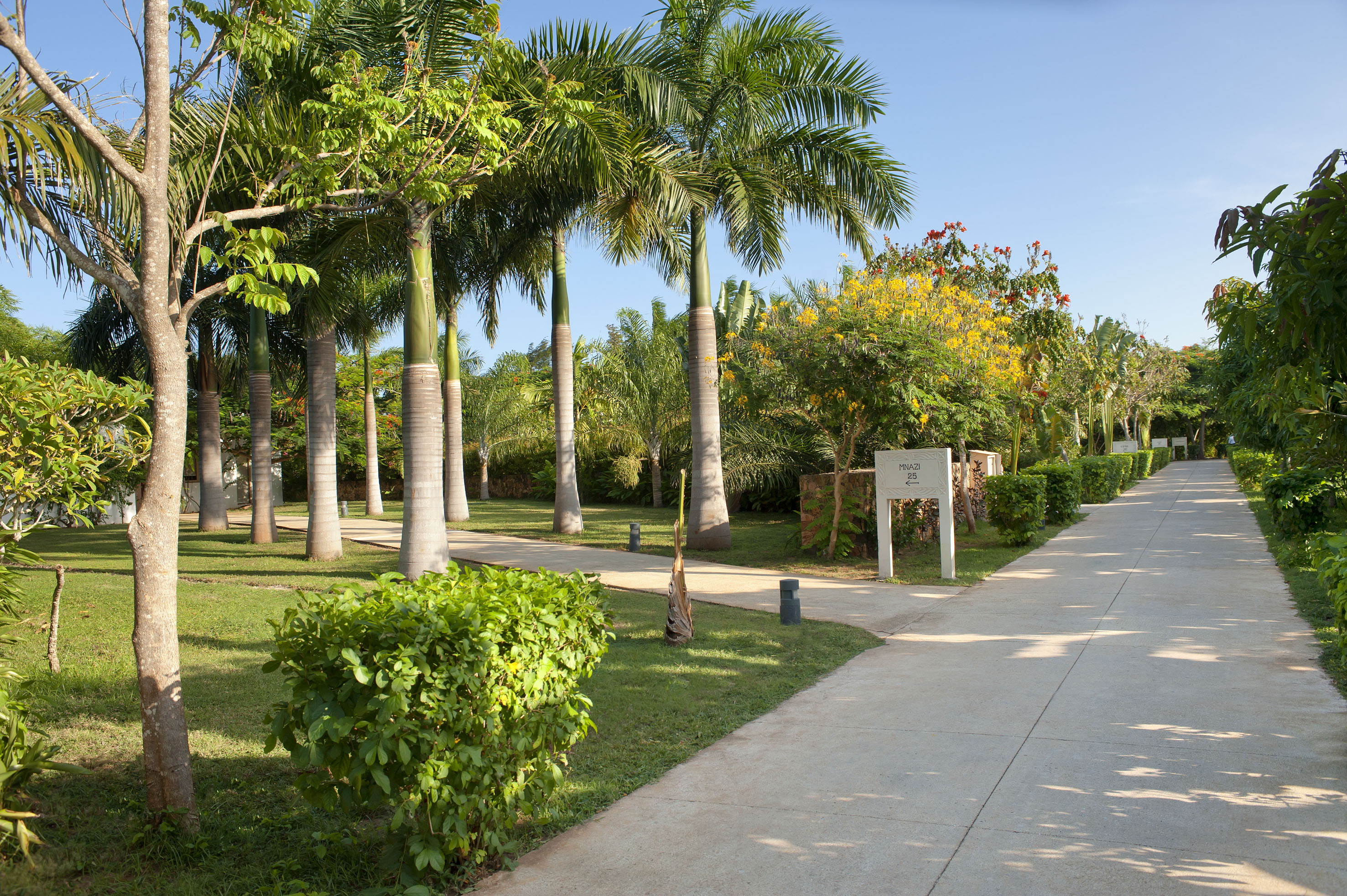 Tropical garden pathway lined with tall palm trees and vibrant greenery.