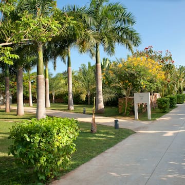a sidewalk with palm trees and bushes