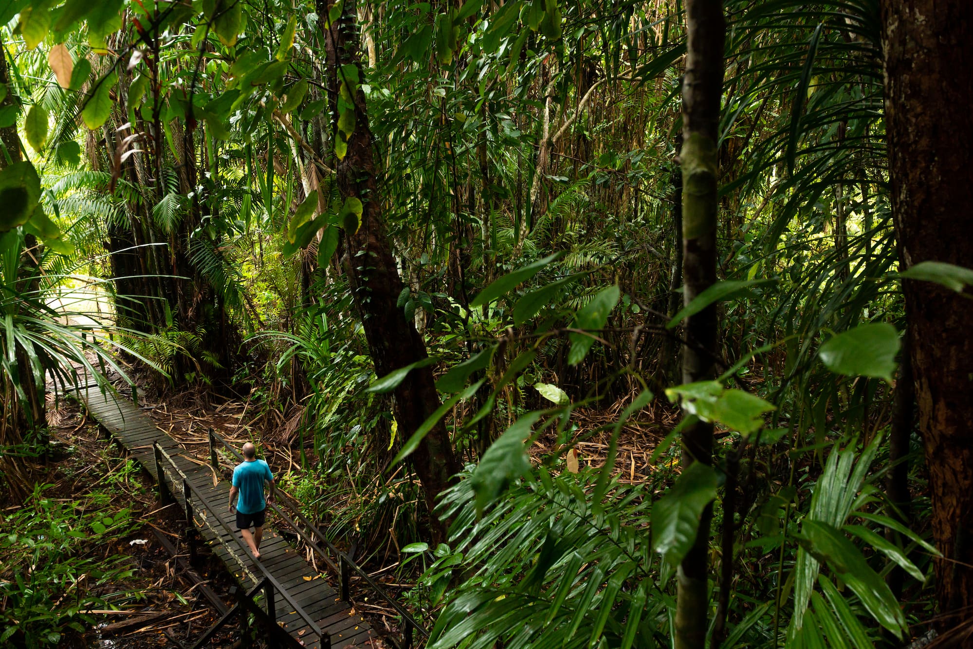 a man walking on a wooden bridge in the middle of a forest