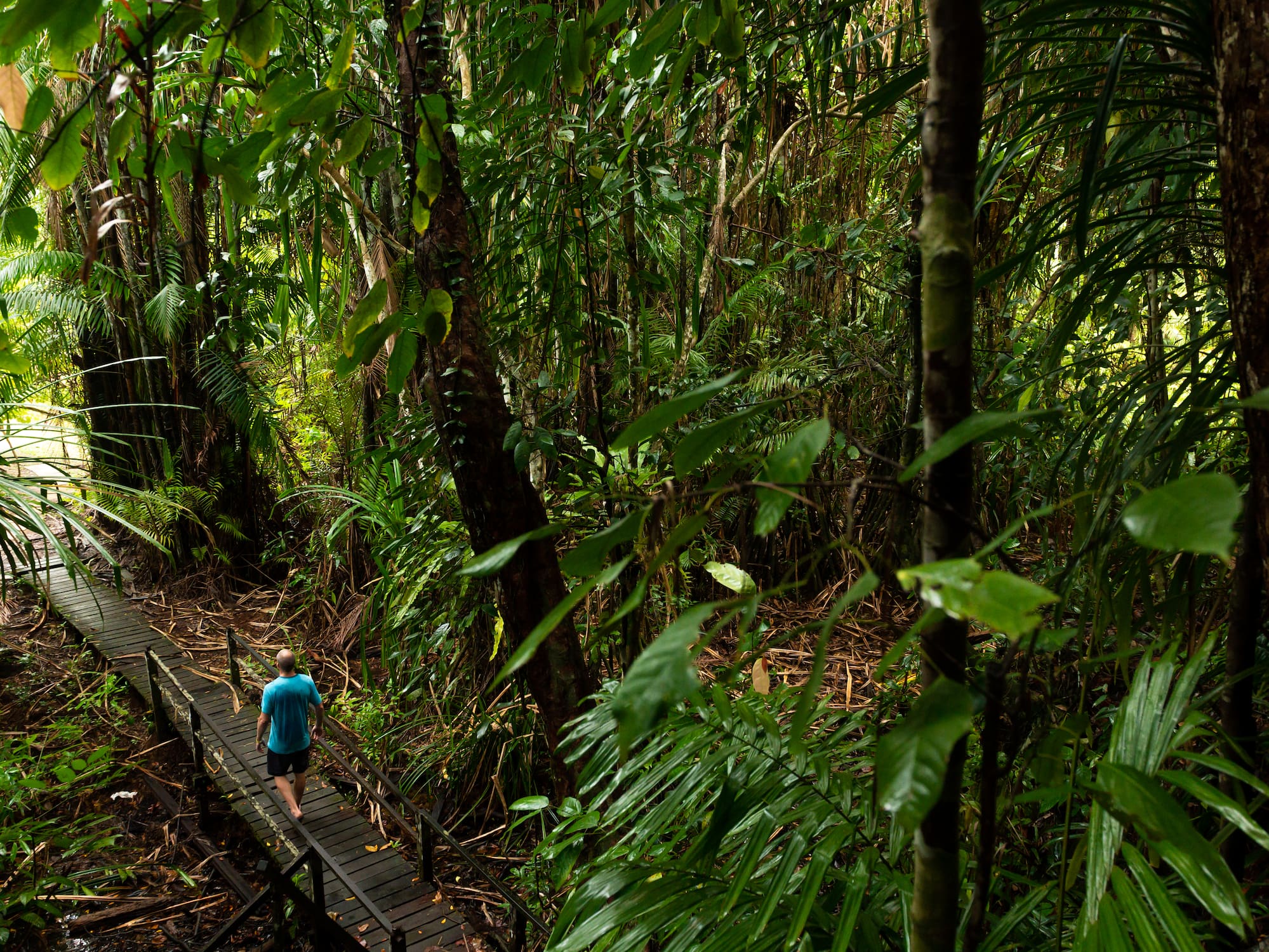 a man walking on a wooden bridge in the middle of a forest