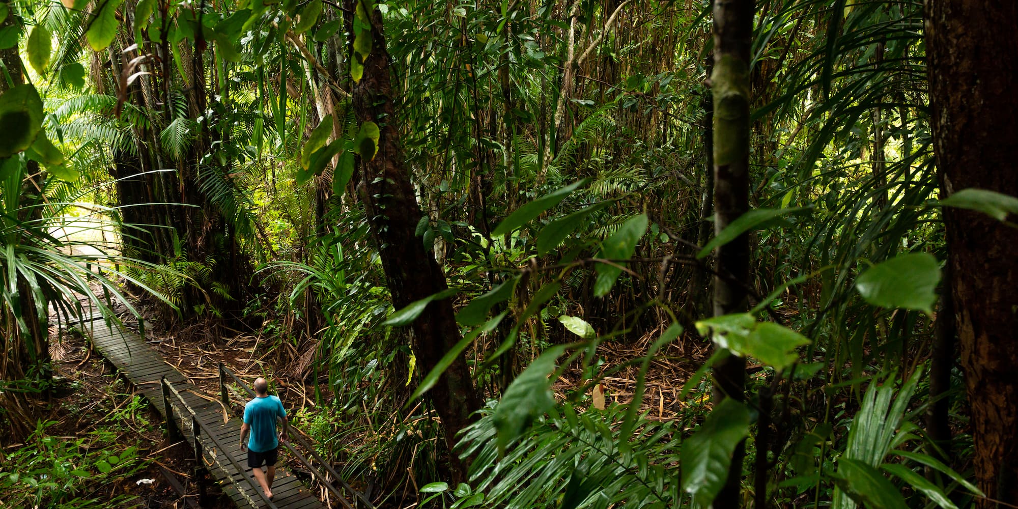 Hiker on wooden boardwalk through lush tropical jungle.