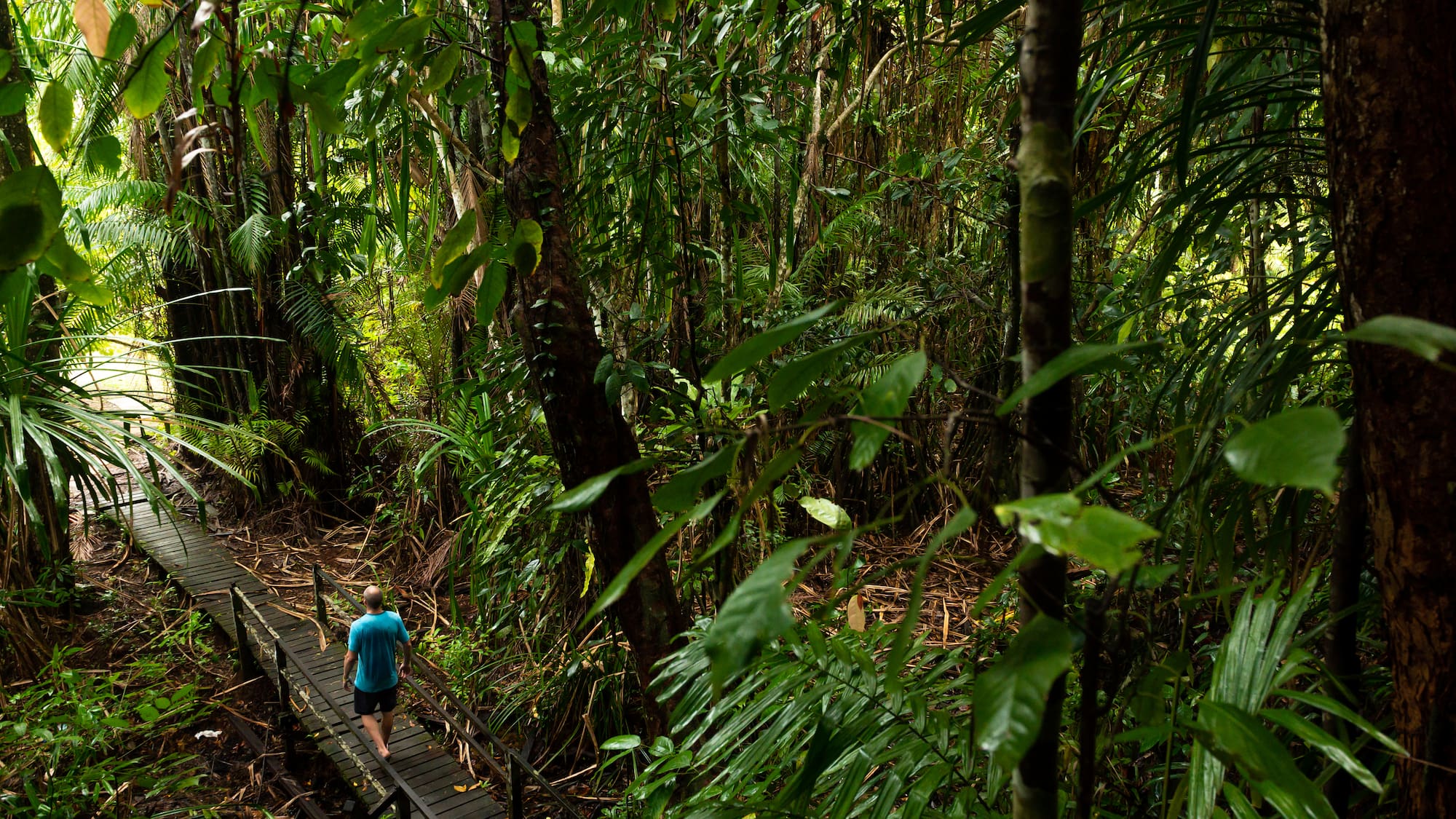 a man walking on a wooden bridge in the middle of a forest