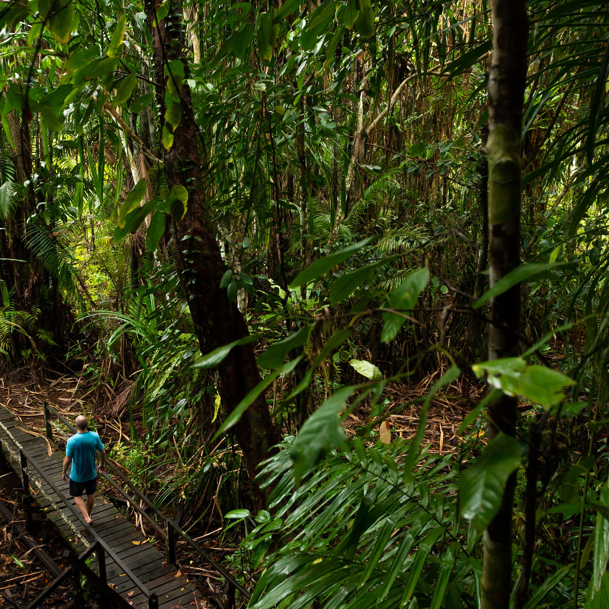 a man walking on a wooden bridge in the middle of a forest