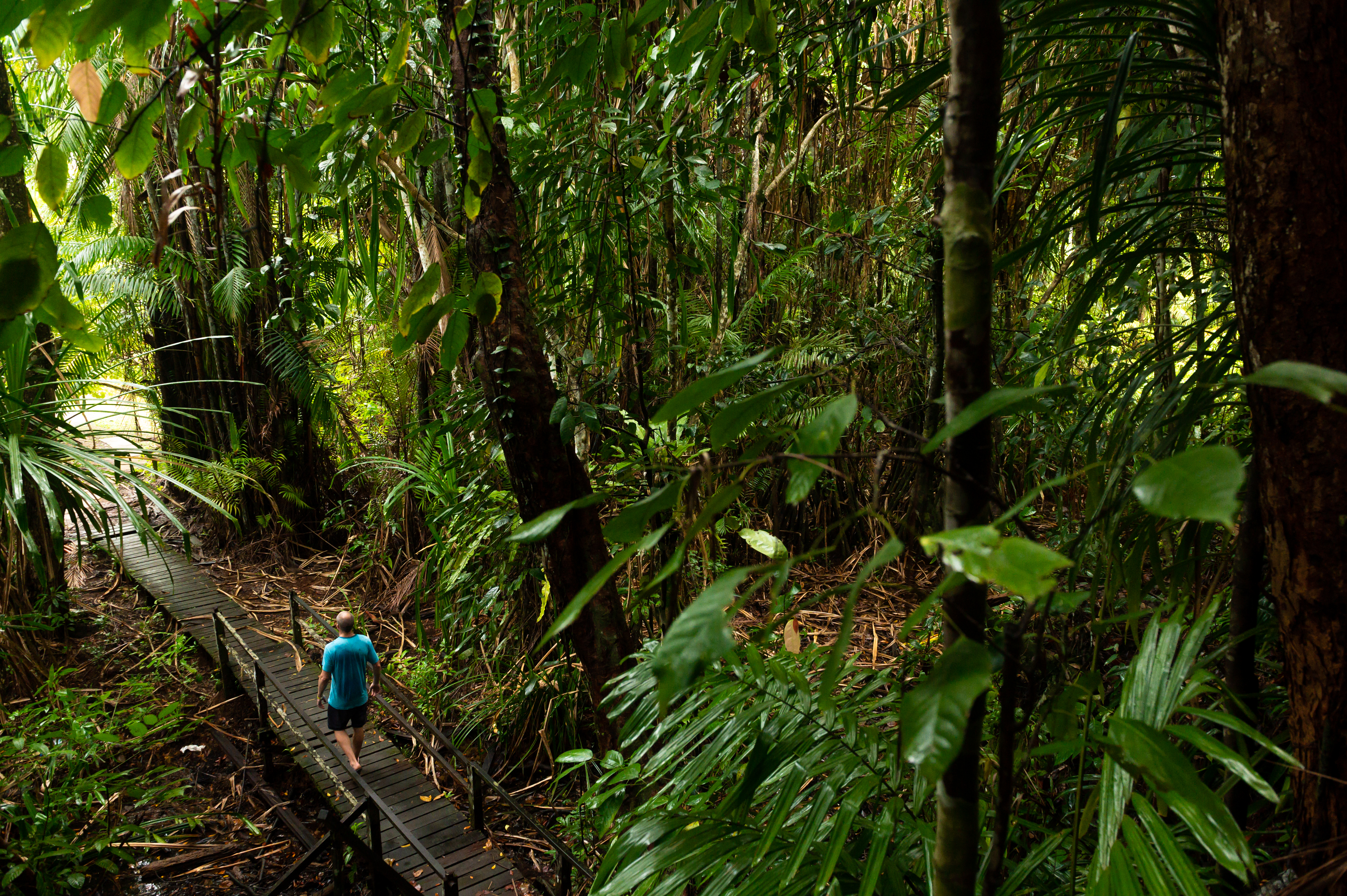 Hiker on wooden boardwalk through lush tropical jungle.