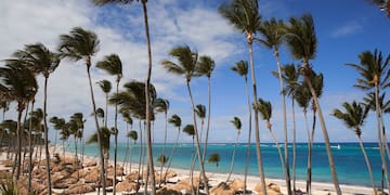 un grupo de palmeras en una playa