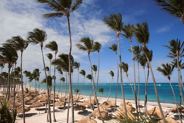 un gruppo di palme su una spiaggia