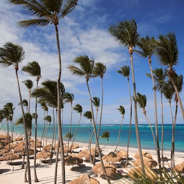 un grupo de palmeras en una playa