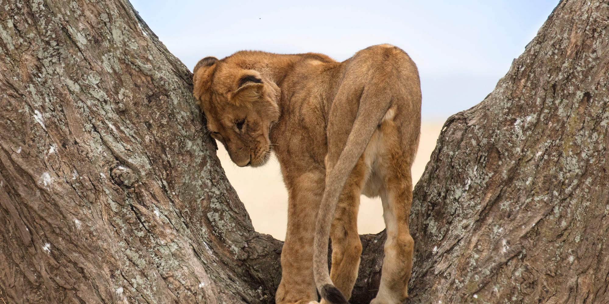 a lion cub standing in a tree.