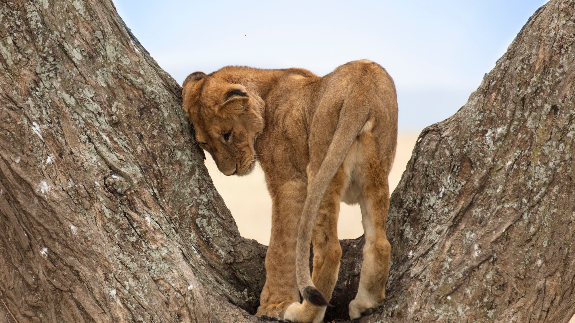 a lion cub standing in a tree.