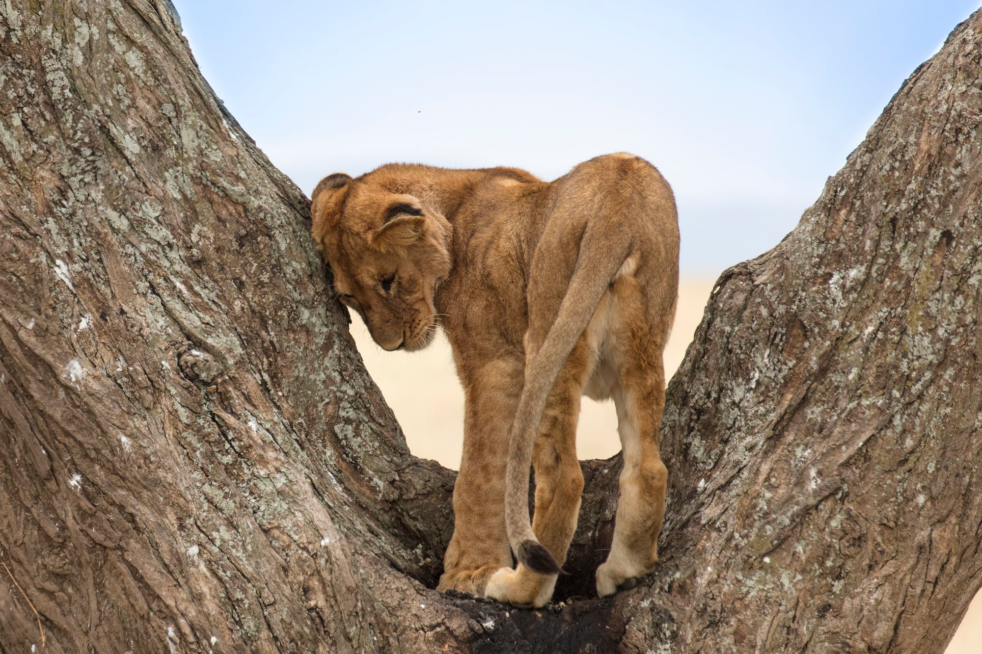 a lion cub standing in a tree.