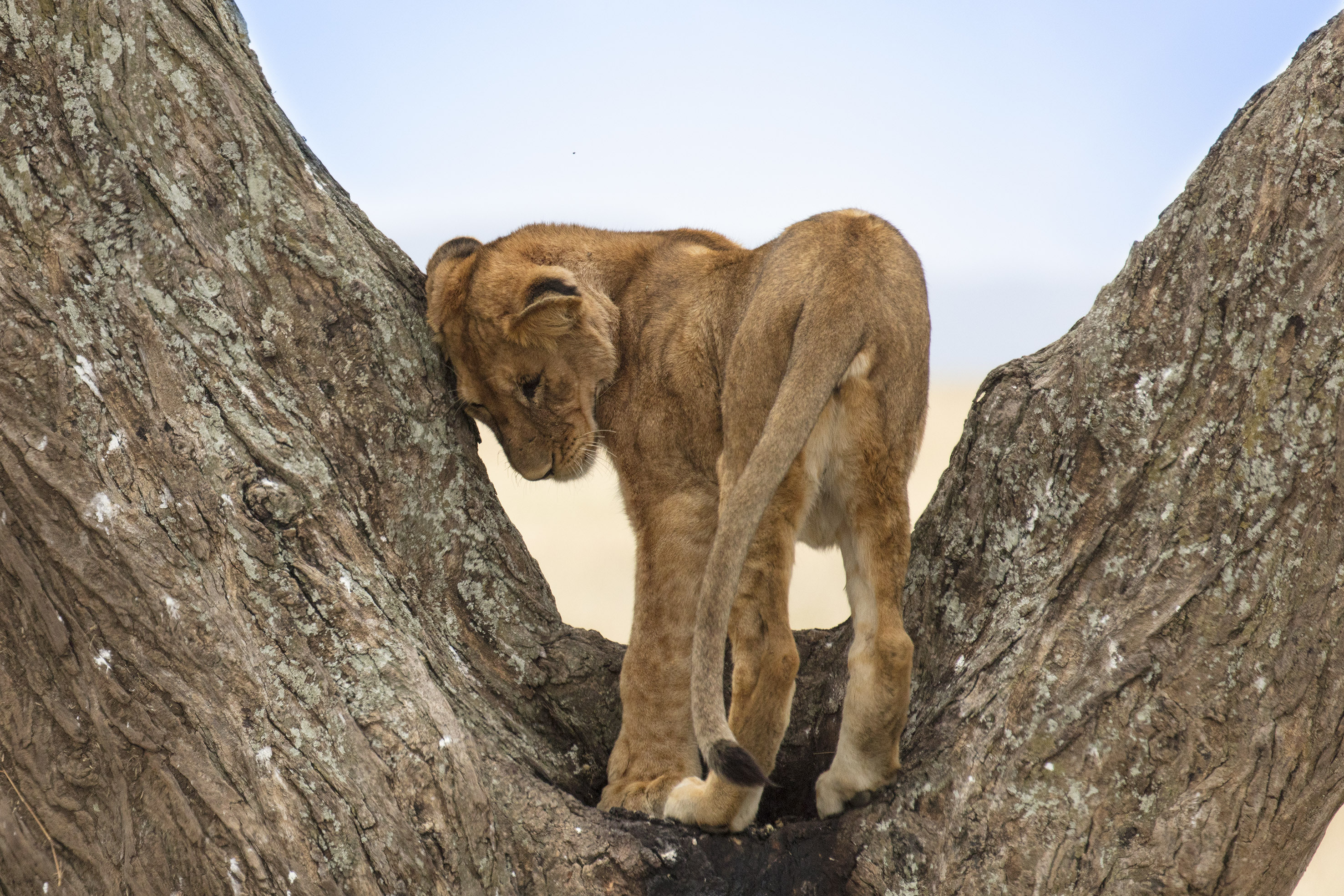 Young African lion resting head on large tree trunk.
