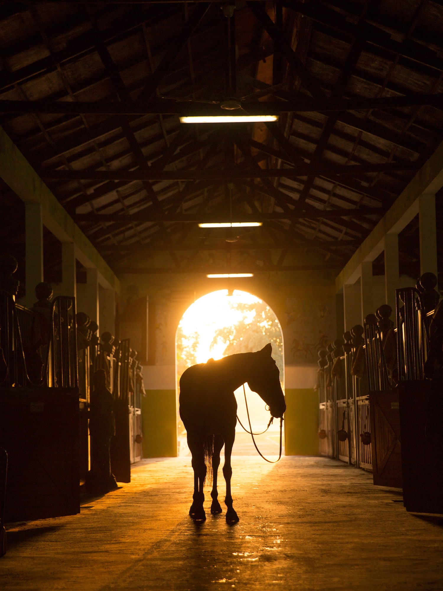 a horse standing in a stable