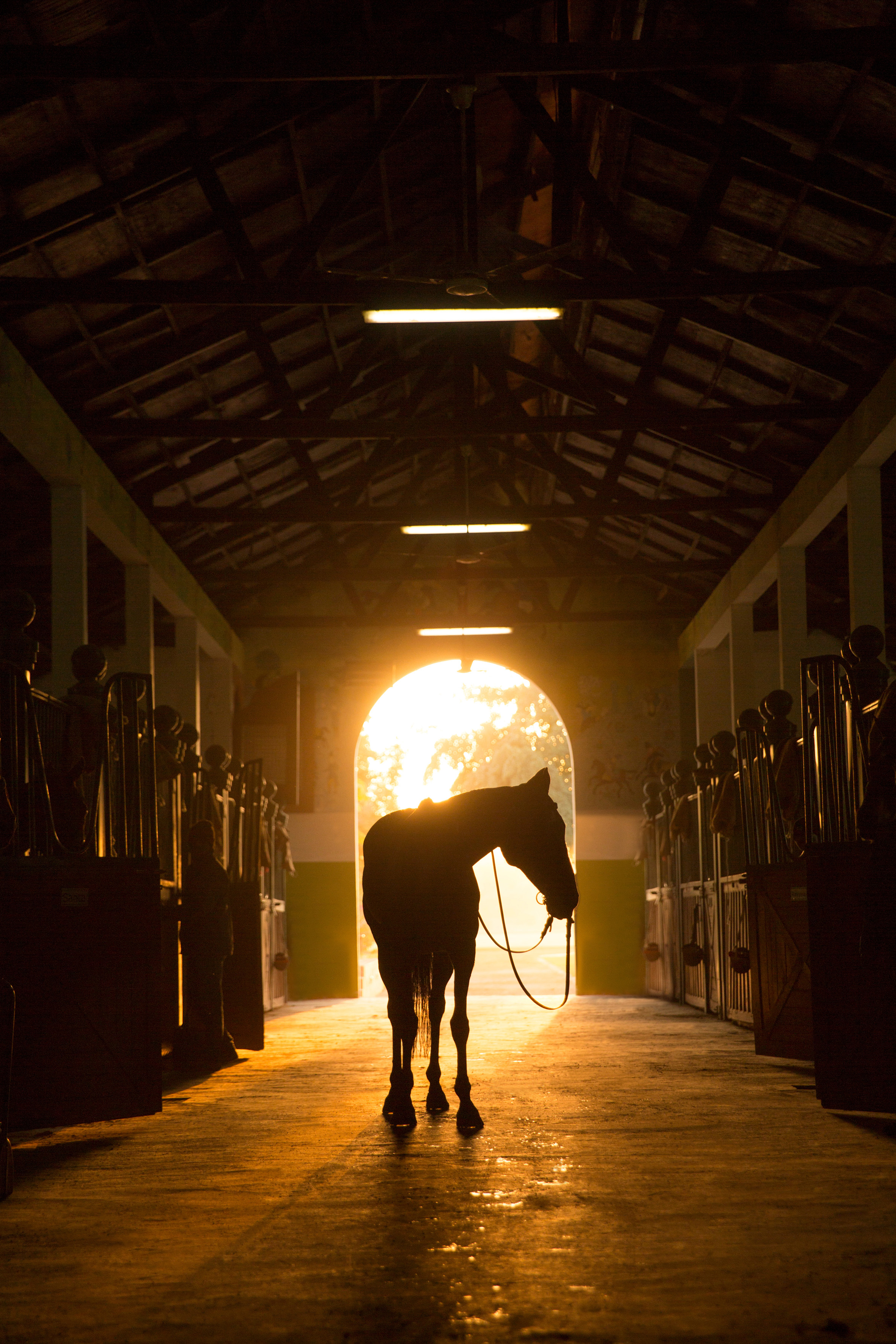 Silhouetted horse in stable aisle, golden light through arched doorway.