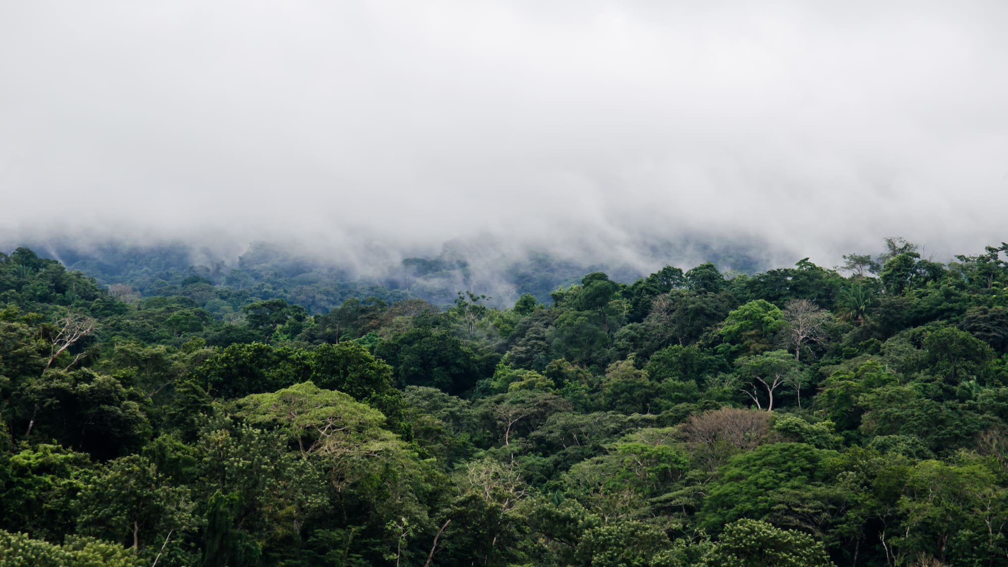 a forest with fog and clouds