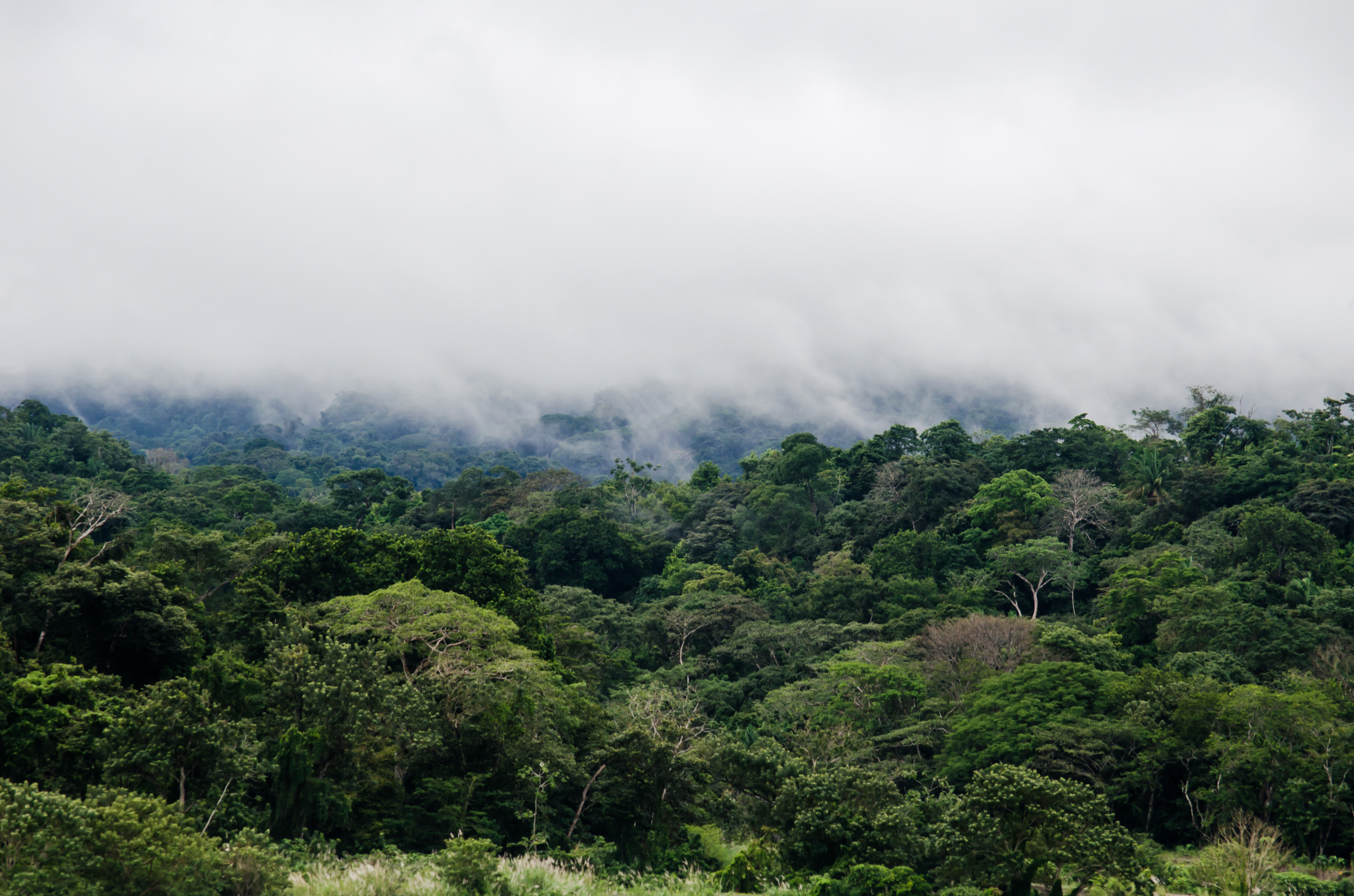 a forest with fog and clouds