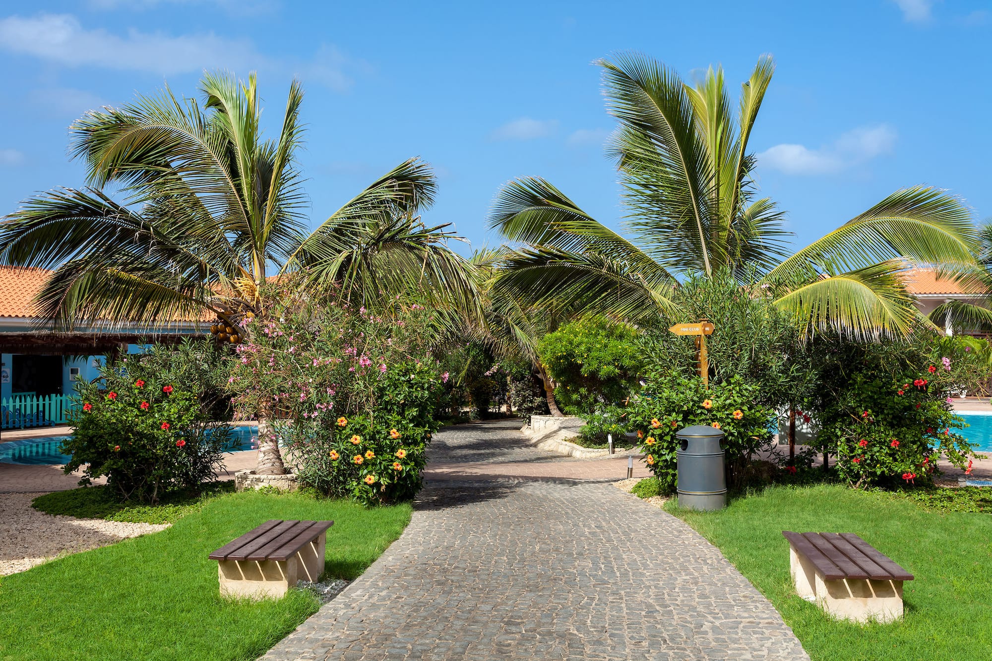 a path with benches and palm trees