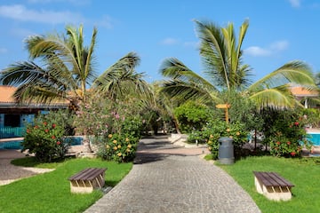a path with benches and palm trees