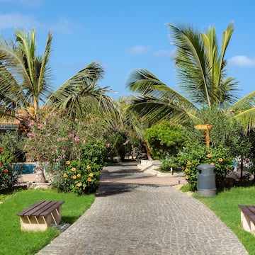 a path with benches and palm trees