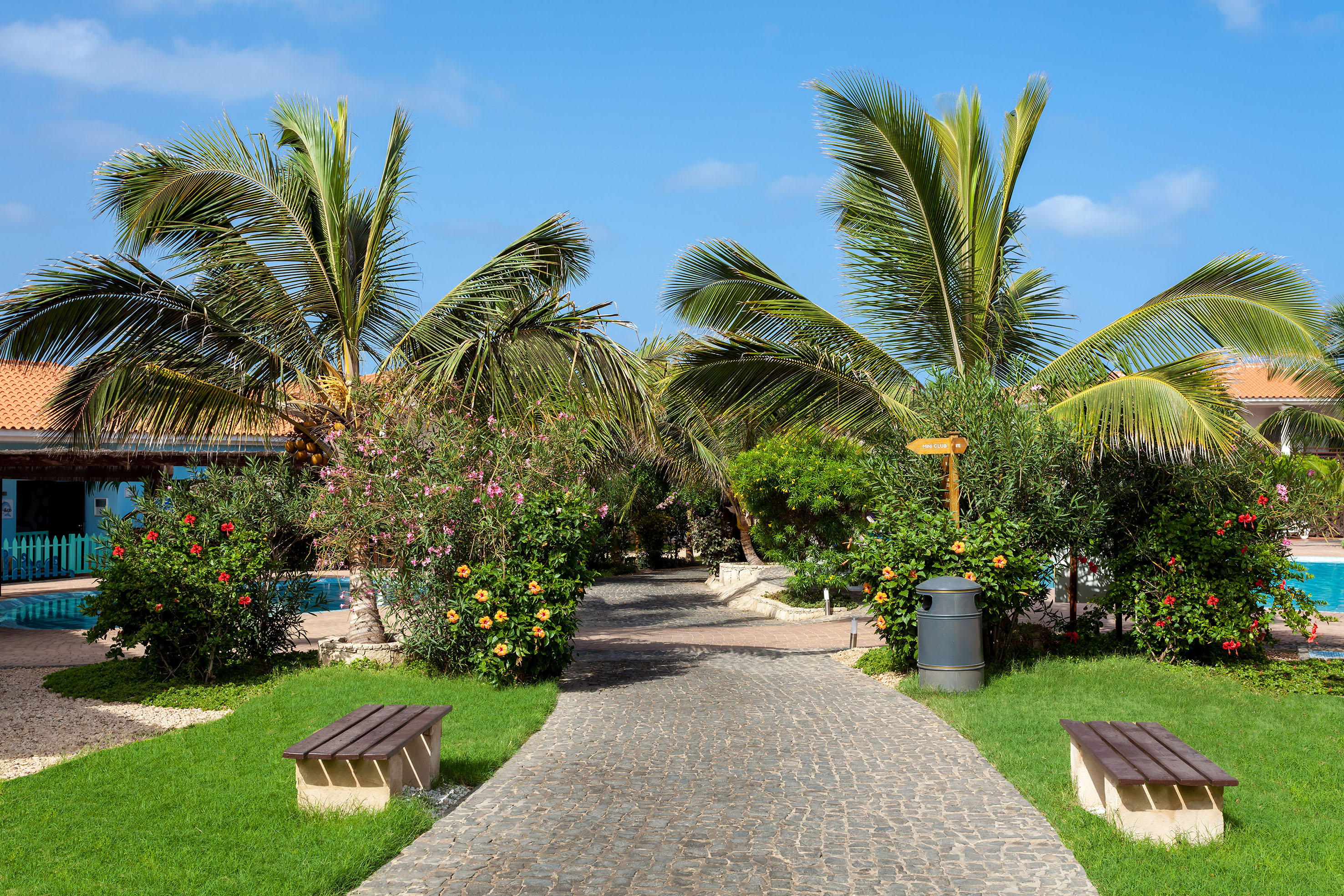 a path with benches and palm trees