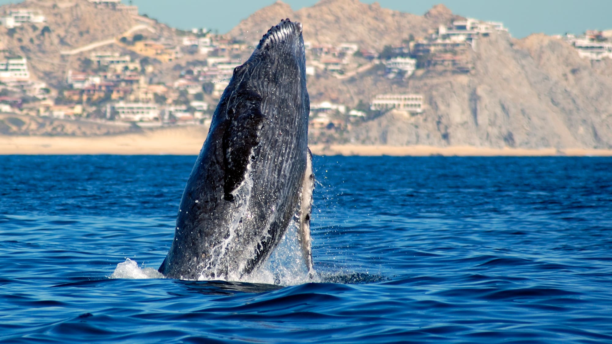 a whale jumping out of the water
