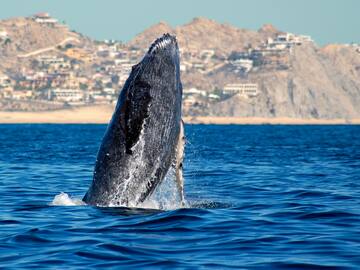 a whale jumping out of the water