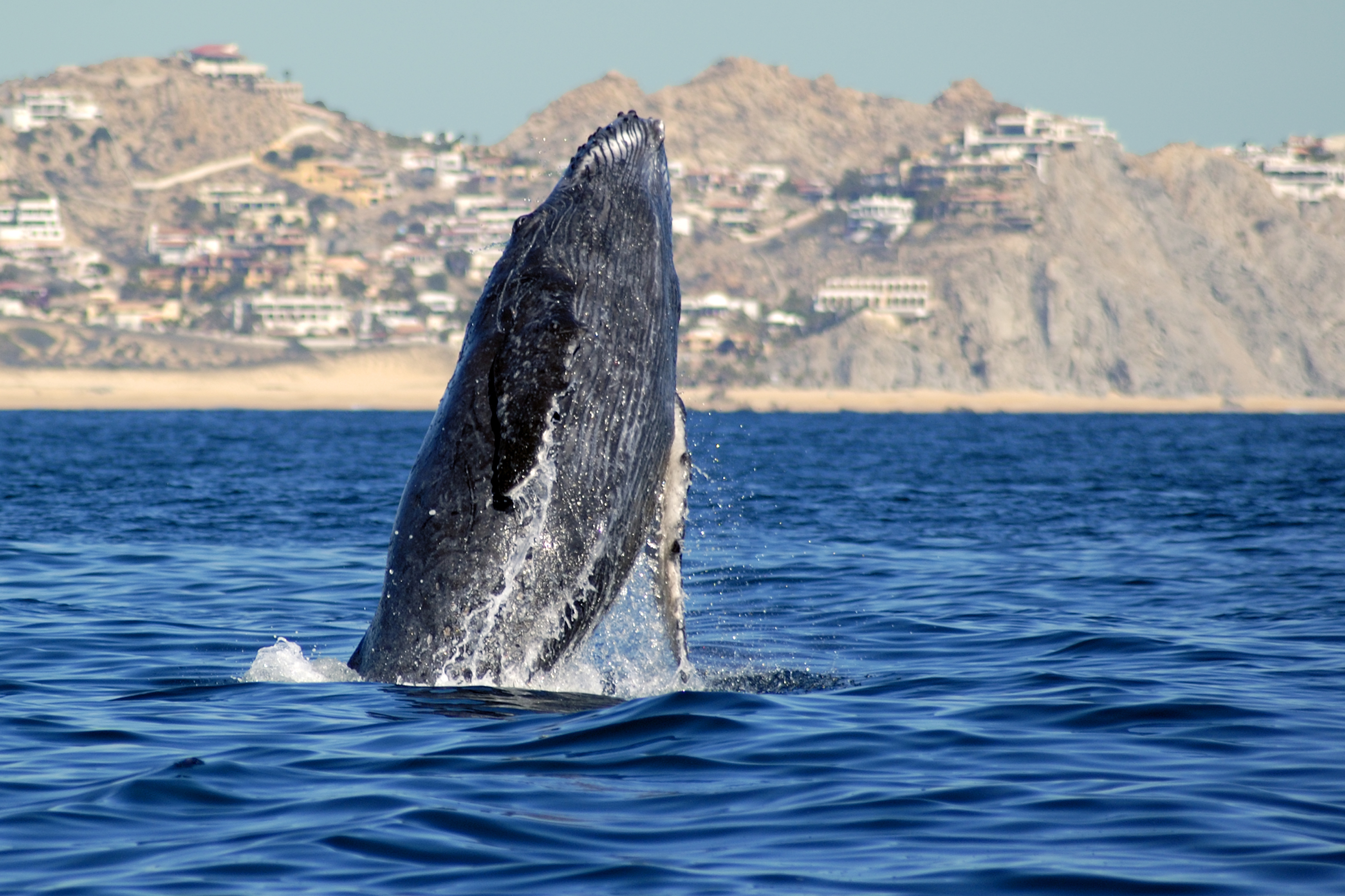a whale jumping out of the water