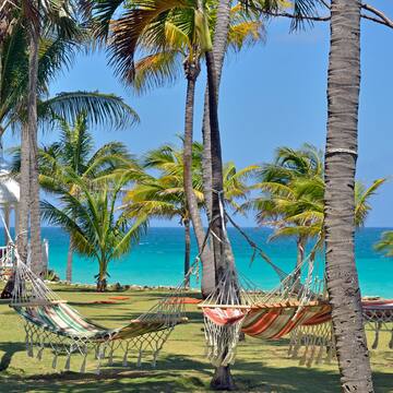 hammocks between palm trees by the ocean