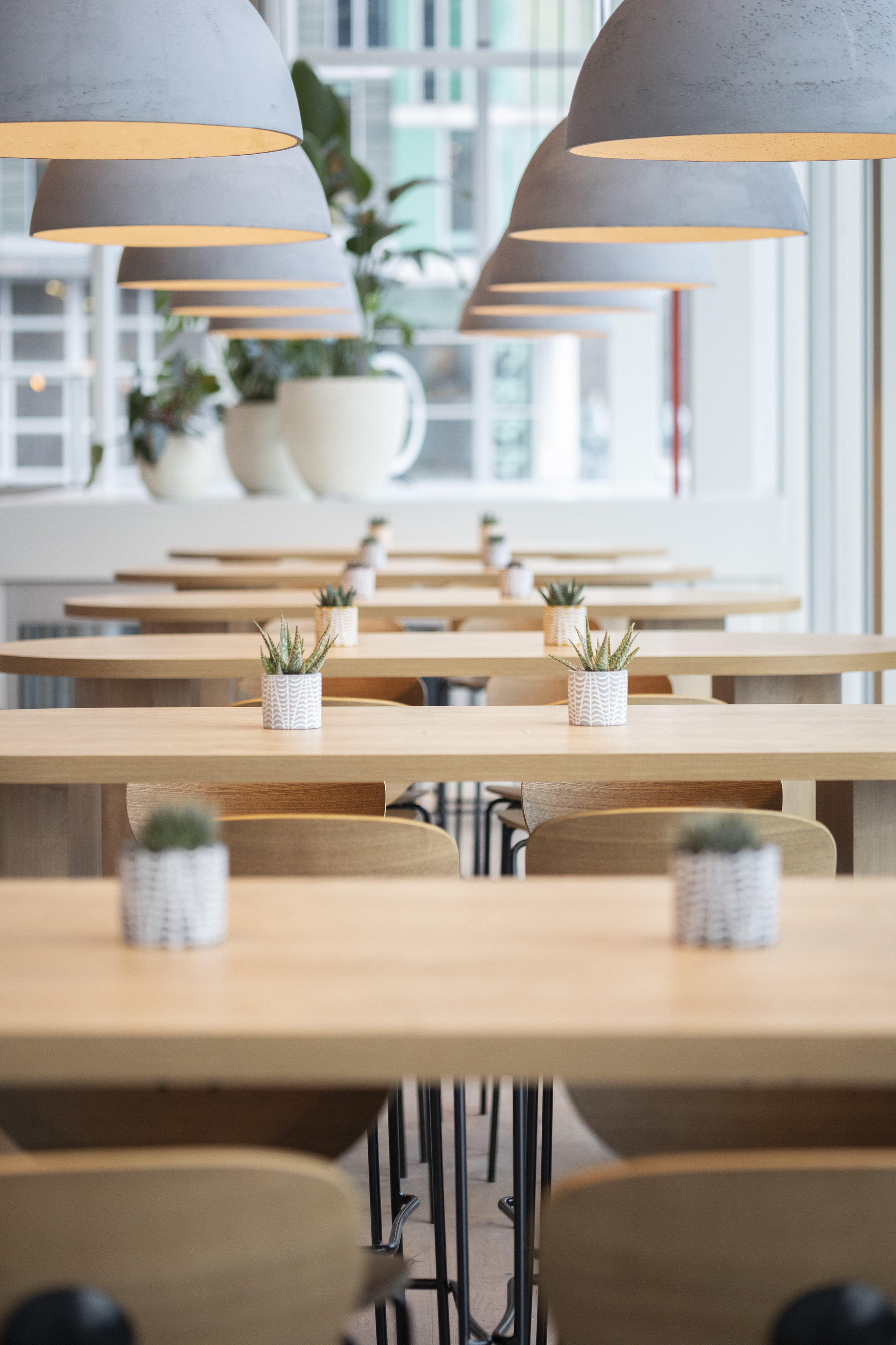 Bright modern cafe with wooden tables, potted succulents, and pendant lights.