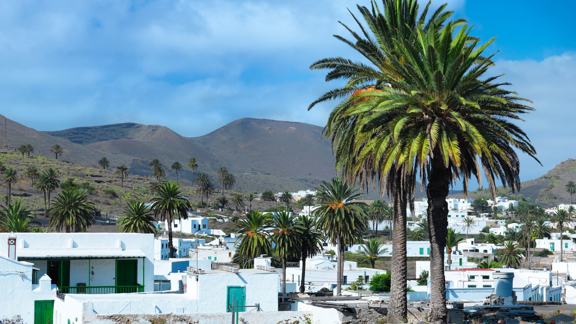 a palm trees in a village