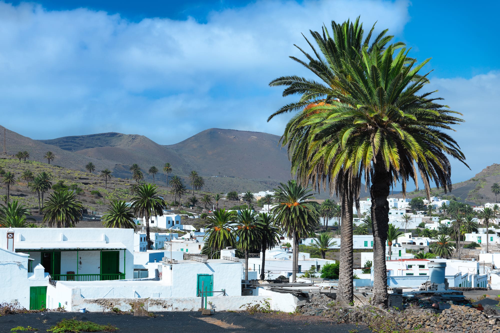 a palm trees in a village