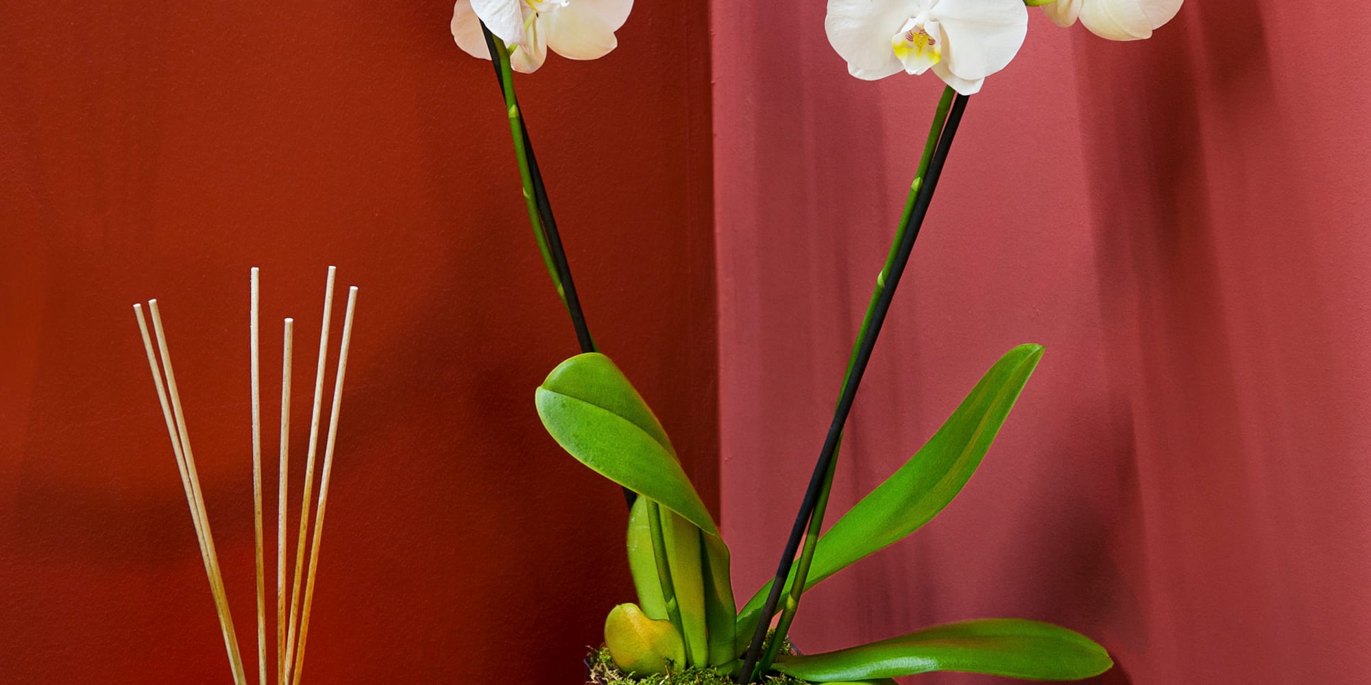 a white orchids in a pot next to a towel and candle