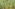 Dense grove of green date palm trees with yellow fruit clusters.