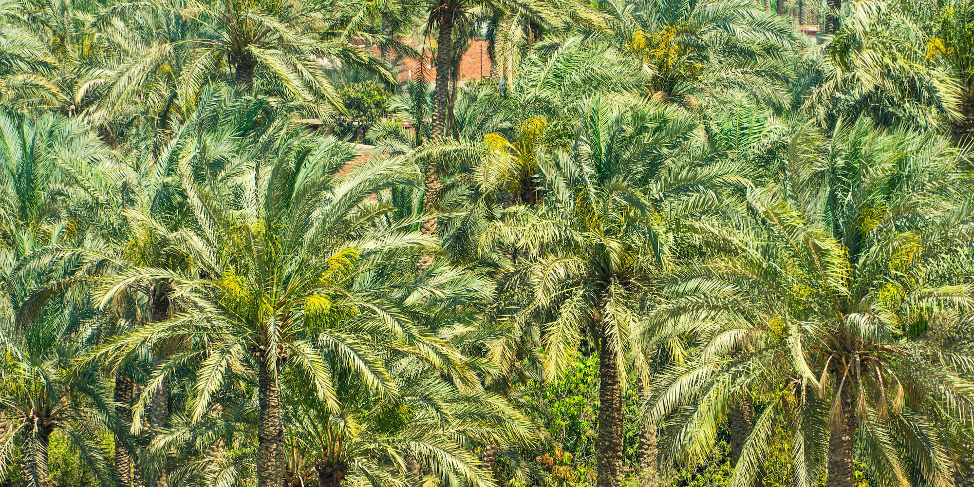 a group of palm trees