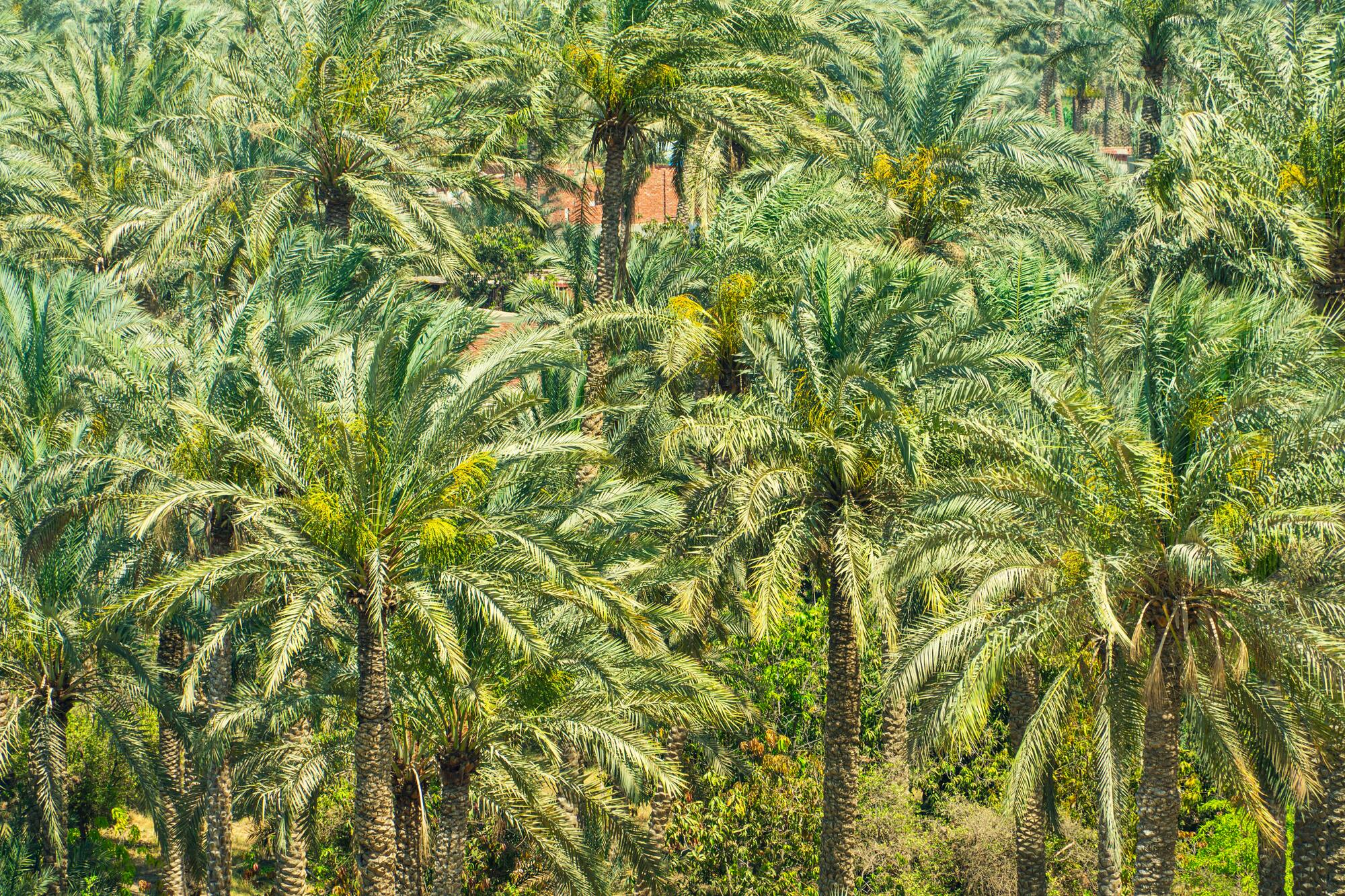 Dense grove of green date palm trees with yellow fruit clusters.