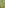 Dense green date palm grove, vibrant tropical foliage.