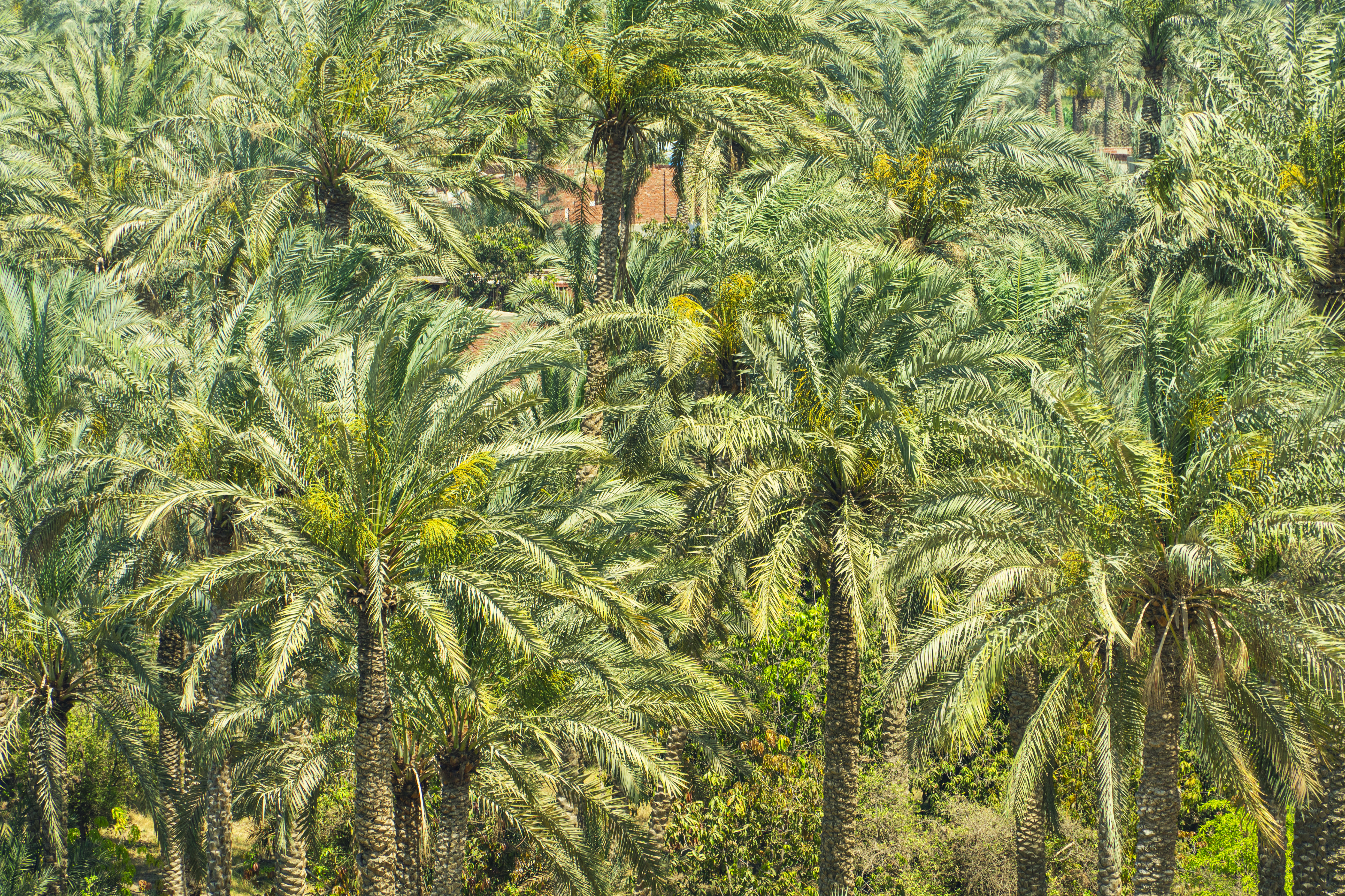 Dense grove of green date palm trees with yellow fruit clusters.