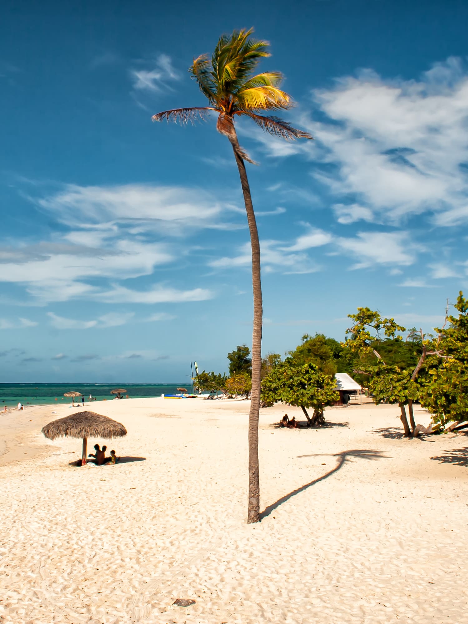 a palm tree on a beach