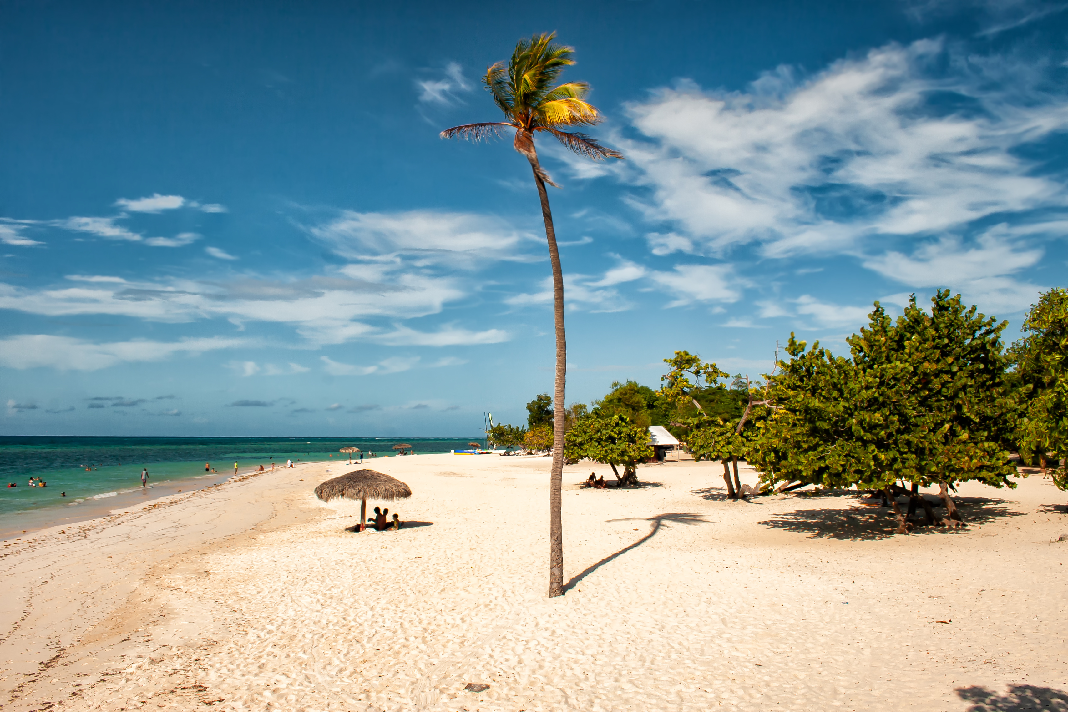 a palm tree on a beach